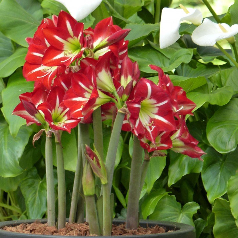 Amaryllis sonatini Balentino – Hippeastrum