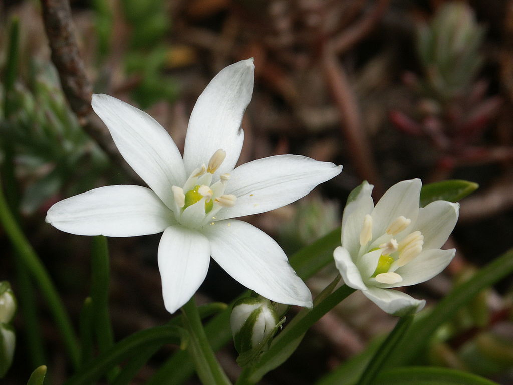 Ornithogale en ombelle (Ornithogalum umbellatum) Dame de onze heures