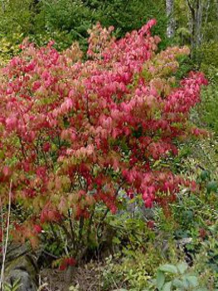 Euonymus alatus fusain ailé