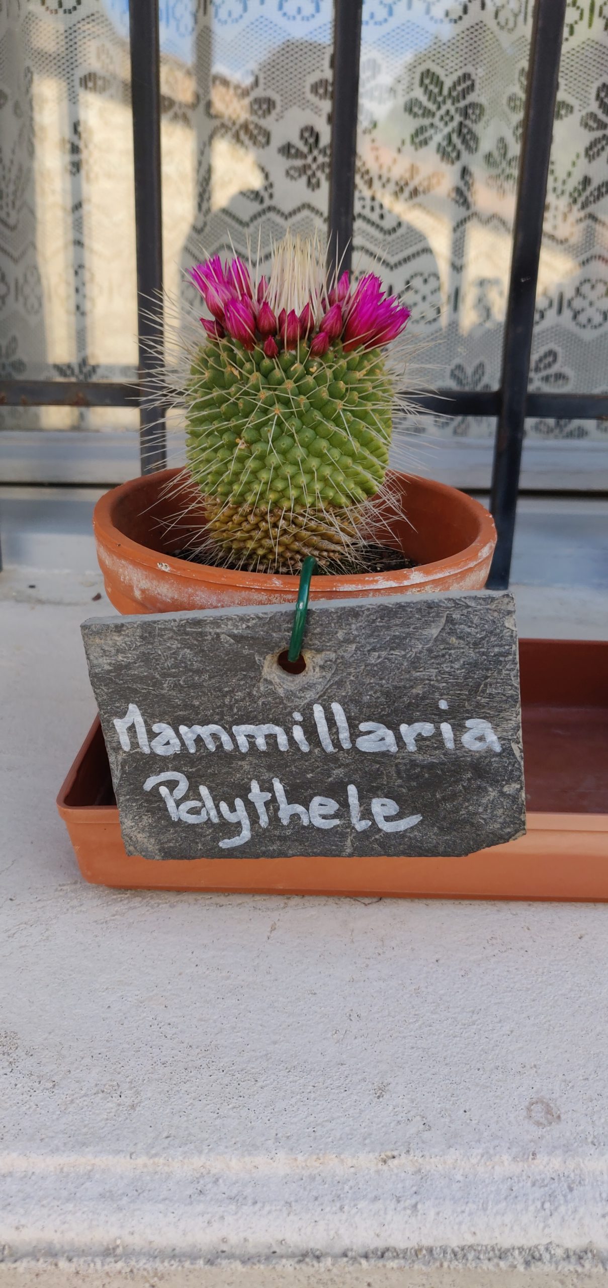 Mammillaria