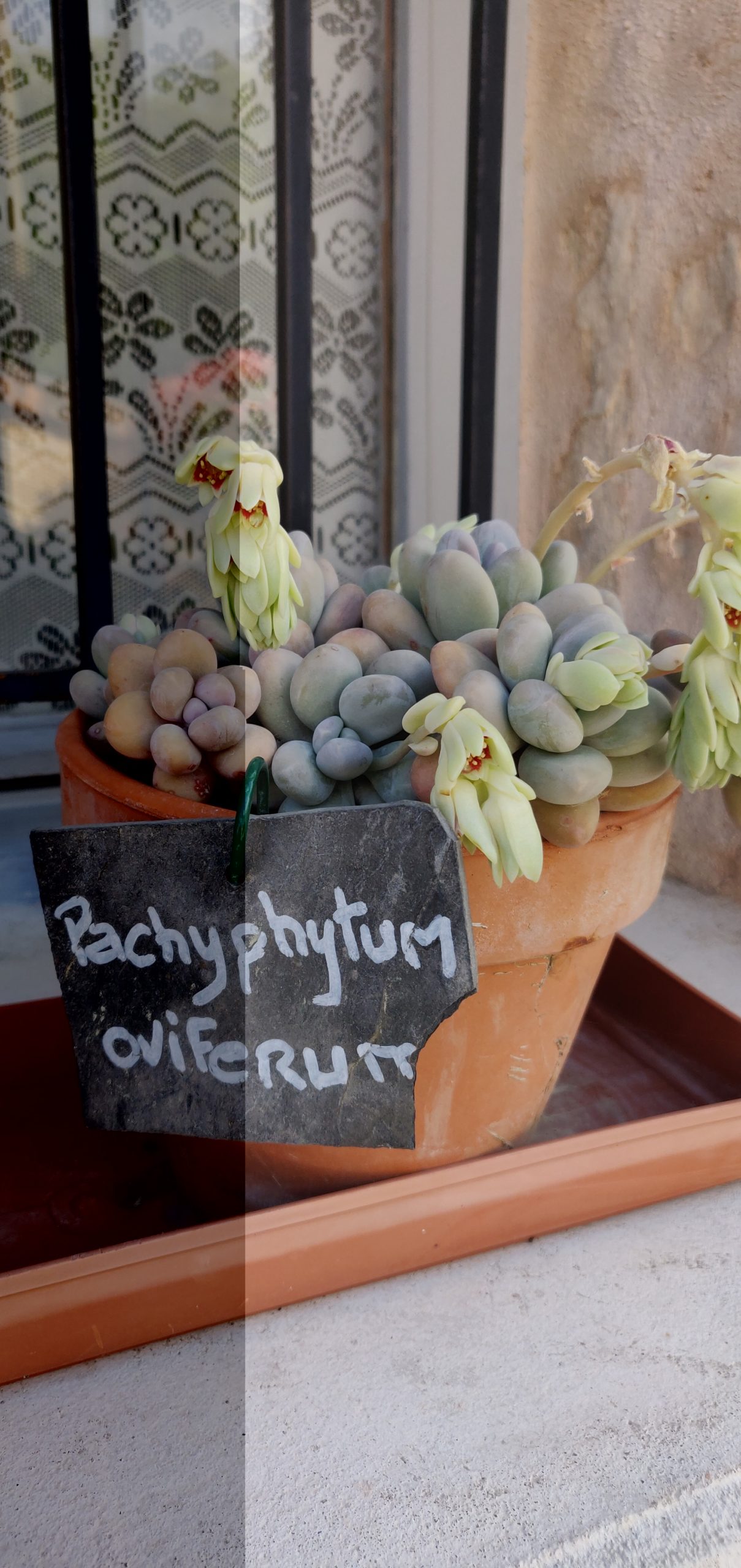 Pachyphytum oviferum