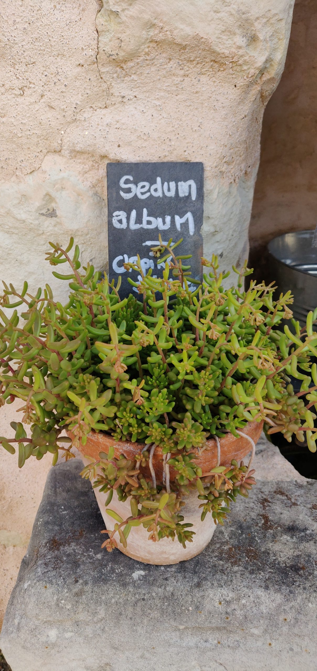 Sedum album – Orpin blanc