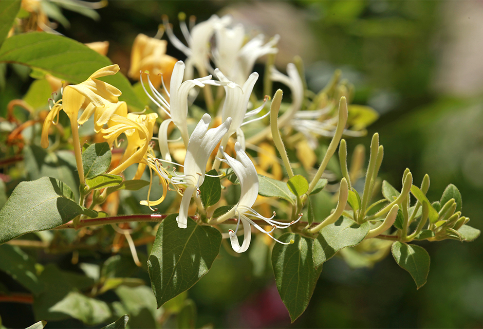 Chèvrefeuille – Lonicera