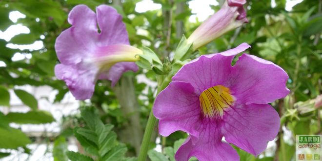 Incarvillée de Delavay