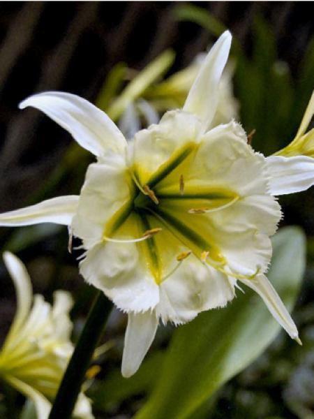 Ismene sulphur queen