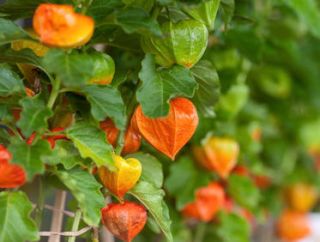 Physalis