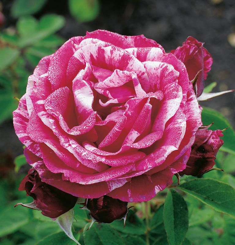 rosier Henri Matisse