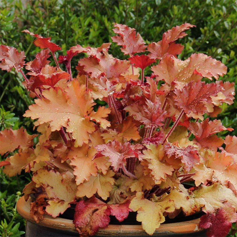 Heuchera Marmelade