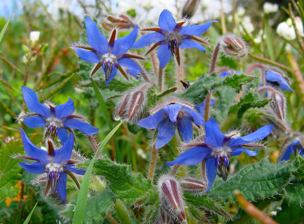 Bourrache officinale – Borago officinalis