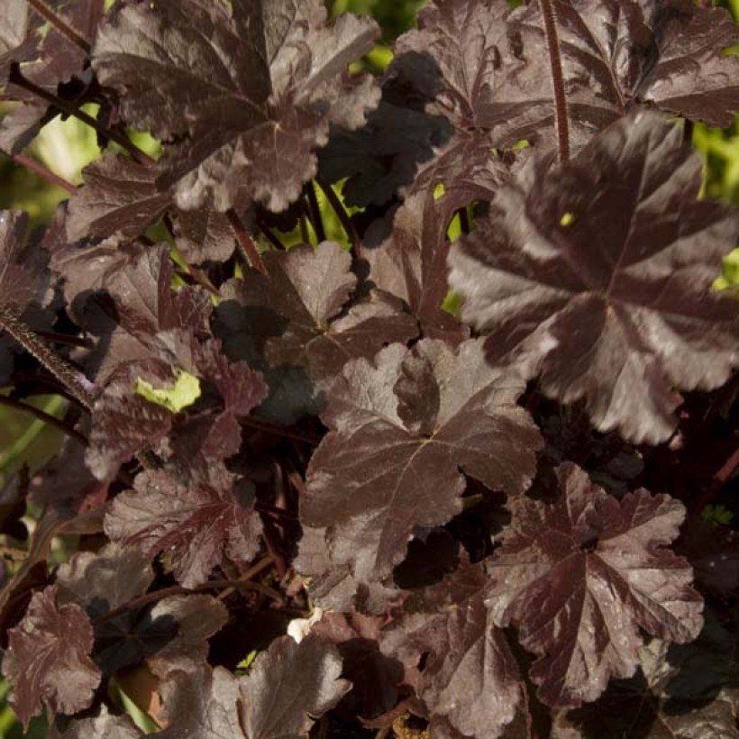 Heuchera Obsidian black