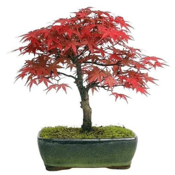 Acer palmatum ‘Deshojo’