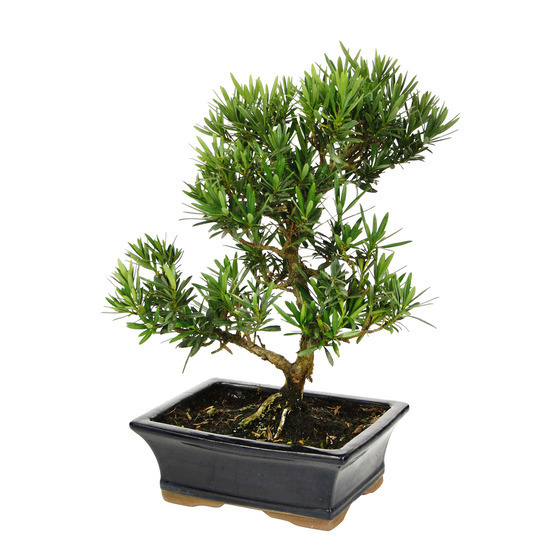 Podocarpus Pin des bouddhistes