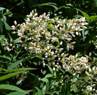 Nandina domestica bambou sacré
