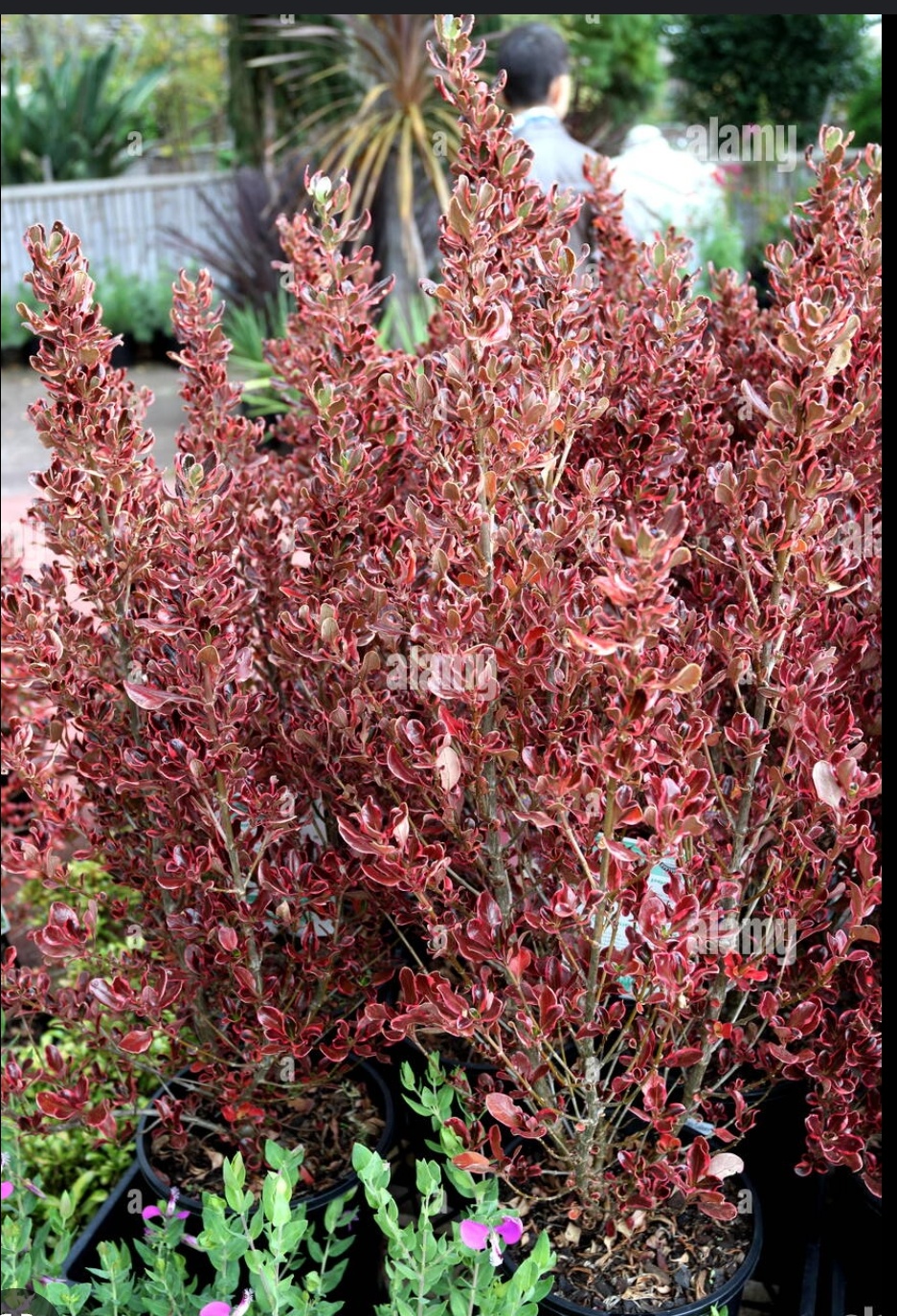 Coprosma evening Glow