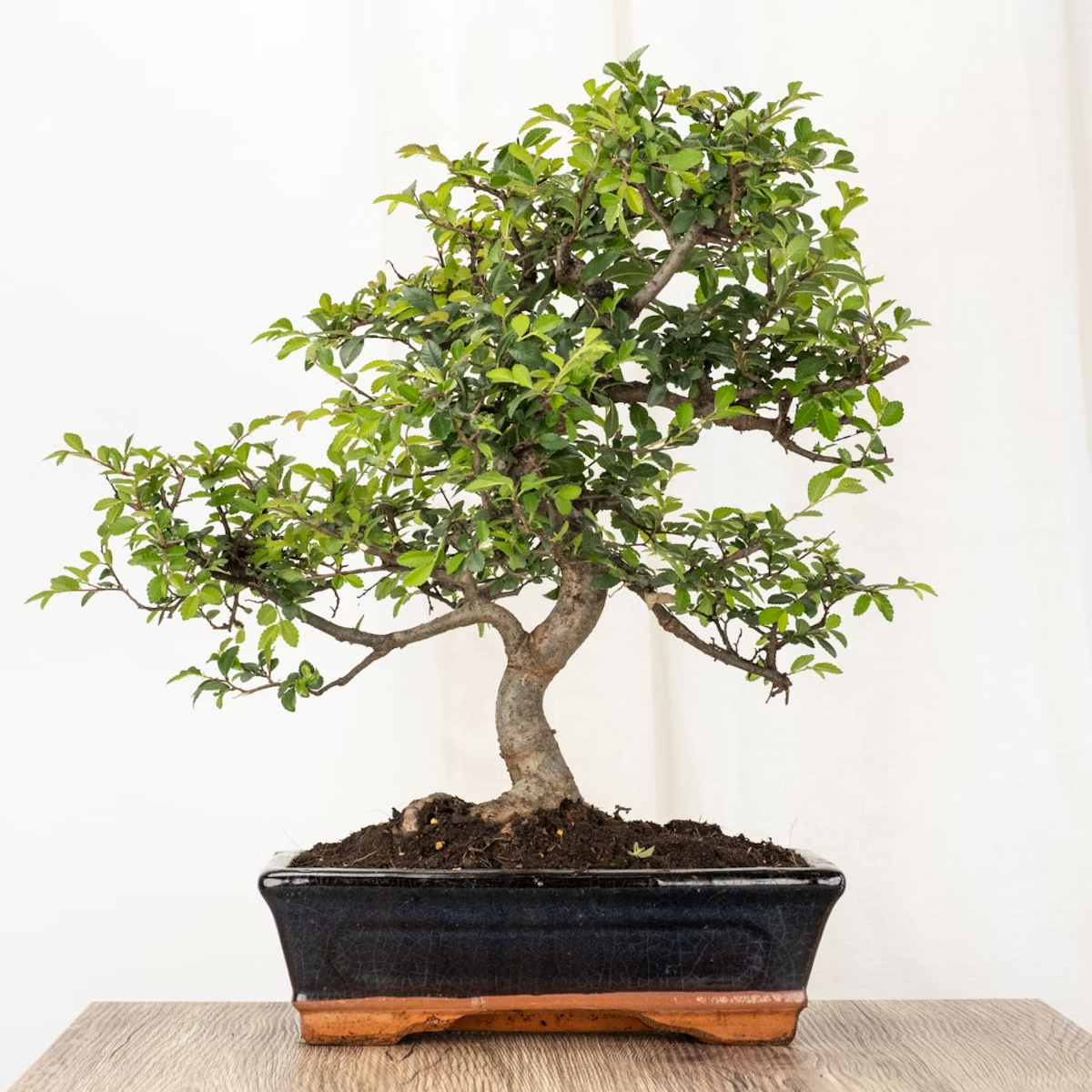 Zelkova