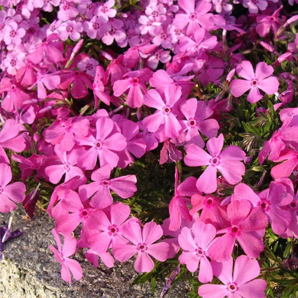 Phlox subulata McDaniel’s Cushion – Phlox mousse