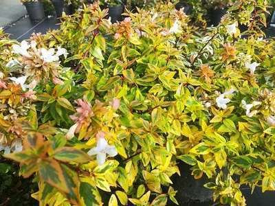 ABELIA grandiflora ‘Kaleidoscope’ – Abélia nain tricolor