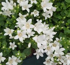 Camapnule White or Blue Get Mee