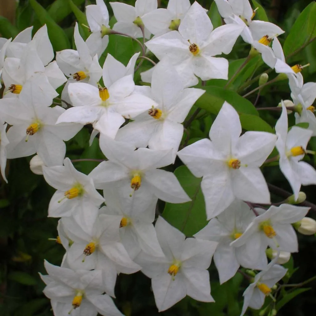 Solanum jasminoides Album  Morelle faux jasmin